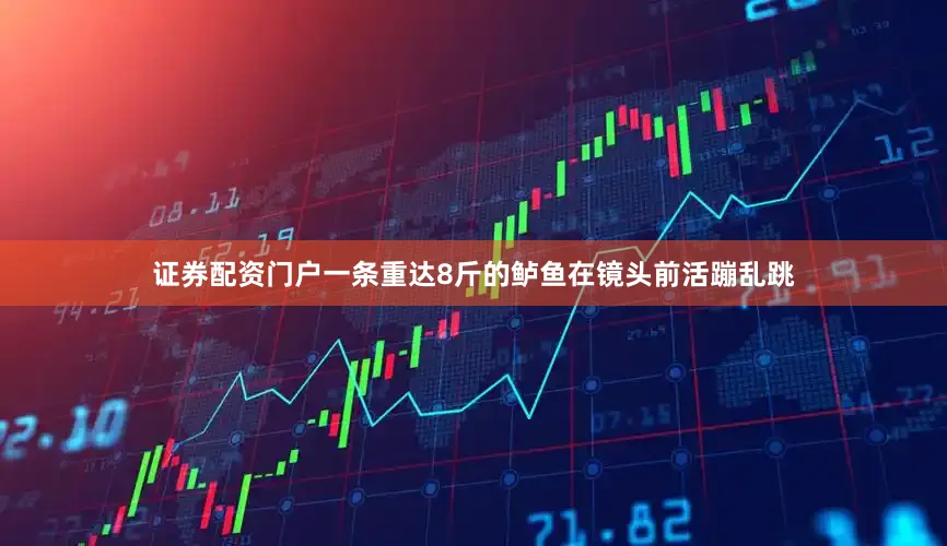 证券配资门户一条重达8斤的鲈鱼在镜头前活蹦乱跳